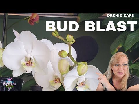 The True Deal With Fresh Flowers: What It Really Means The True Deal With Fresh Flowers: What It Really Means